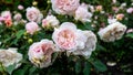 Large terry flowers of the bush English rose in the garden. Royalty Free Stock Photo