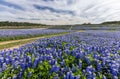 Large Texas bluebonnet field in Muleshoe Bend, Austin, TX