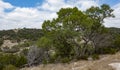 Large Texas Hill country mesquite tree on a ridge
