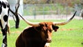 A large Texas long horn laying in a field.