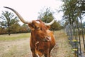 Large Texas Longhorn cow