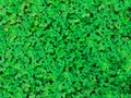 Large texture of green clover leaves Royalty Free Stock Photo
