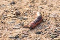 Large thick caterpillar crawls through the earth sand in the forest. Royalty Free Stock Photo