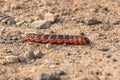 Large thick caterpillar crawls through the earth sand in the forest. Royalty Free Stock Photo