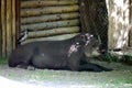 A large, thick, gray tapir lies and rests and on the back sits his friend, a white-chested crows