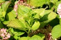 Large thick light green leathery leaves of Hydrangea or Hortensia garden shrub surrounded with fully open blooming flowers