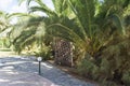 Large, thick palm trees on the beach. Royalty Free Stock Photo