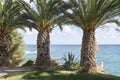 Large, thick palm trees on the beach. Royalty Free Stock Photo