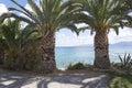 Large, thick palm trees on the beach. Royalty Free Stock Photo