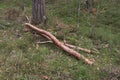 Large thick piece of a branch from a pine tree lies on the grass in the forest Royalty Free Stock Photo