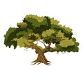 Large thick tree - Stock Illustration