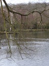 A large, thin branch with no leaf above a lake