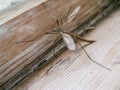 A large thin mosquito with long legs rested on a window sill a