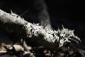 Large Thorn & Lichen Covered Vine In A Forest