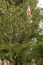 LARGE Thorns on Acacia Tree, Vachelli nilotica or Gum Arabic Tree