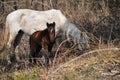 Grazing thoroughbred horses in the countryside. Large thoroughbred white and gray horse and small brown colt graze in forest and