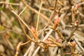 Large three buds budding leaves treelike rhododendron close-up spring design greeting card background