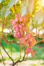 A large thunderstorm of ripe pink grapes at sunset. Grape garden, background