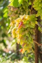 A large thunderstorm of ripe pink grapes at sunset. Grape garden, background