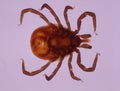 Large tick tick with legs and mouthparts Royalty Free Stock Photo
