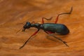 A large tiger beetle from Kanger Ghati National Park Royalty Free Stock Photo