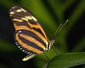 Large Tiger Butterfly