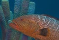 Large tiger grouper Royalty Free Stock Photo