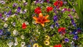 Large Tiger lily flower in the middle of other flower plants in the garden Royalty Free Stock Photo