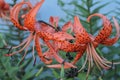 large tiger lily flowers close up

Ã¯Â¿Â¼ Royalty Free Stock Photo