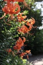 large tiger lily flowers close up

Ã¯Â¿Â¼ Royalty Free Stock Photo