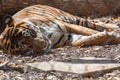 Large tiger lying at the Kansas City Zoo
