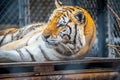 A black transverse stripes Siberian Tiger in Jacksonville, Florida Royalty Free Stock Photo