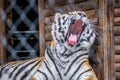 A black transverse stripes Siberian Tiger in Jacksonville, Florida Royalty Free Stock Photo