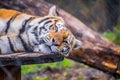 A black transverse stripes Siberian Tiger in Jacksonville, Florida Royalty Free Stock Photo