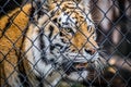 A black transverse stripes Siberian Tiger in Jacksonville, Florida Royalty Free Stock Photo