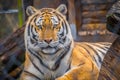 A black transverse stripes Siberian Tiger in Jacksonville, Florida Royalty Free Stock Photo