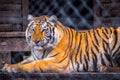 A black transverse stripes Siberian Tiger in Jacksonville, Florida Royalty Free Stock Photo