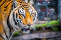 A black transverse stripes Siberian Tiger in Jacksonville, Florida Royalty Free Stock Photo