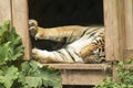 Large tiger resting in shelter in a zoo