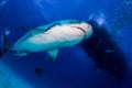 A large Tiger Shark