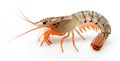 Large tiger shrimp on white background