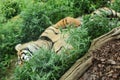 Large Tiger Sleeping on Grassy Ground in London Zoo