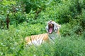 Large tiger yawns Royalty Free Stock Photo