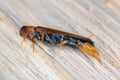 Large timberworm or sapwood - Hylecoetus dermestoides on wood.