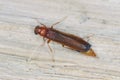 Large timberworm or sapwood - Hylecoetus dermestoides on wood.