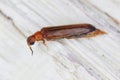 Large timberworm or sapwood - Hylecoetus dermestoides on wood.