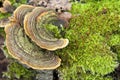 Large tinder fungus macro