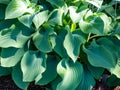 Large hosta (hybrid of Hosta nigrescens) \'Krossa Regal\' with smooth, widely-veined, blue to gray leaves