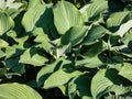 Large hosta (hybrid of Hosta nigrescens) \'Krossa Regal\' with smooth, widely-veined, blue to gray leaves