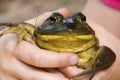 Large Toad Royalty Free Stock Photo